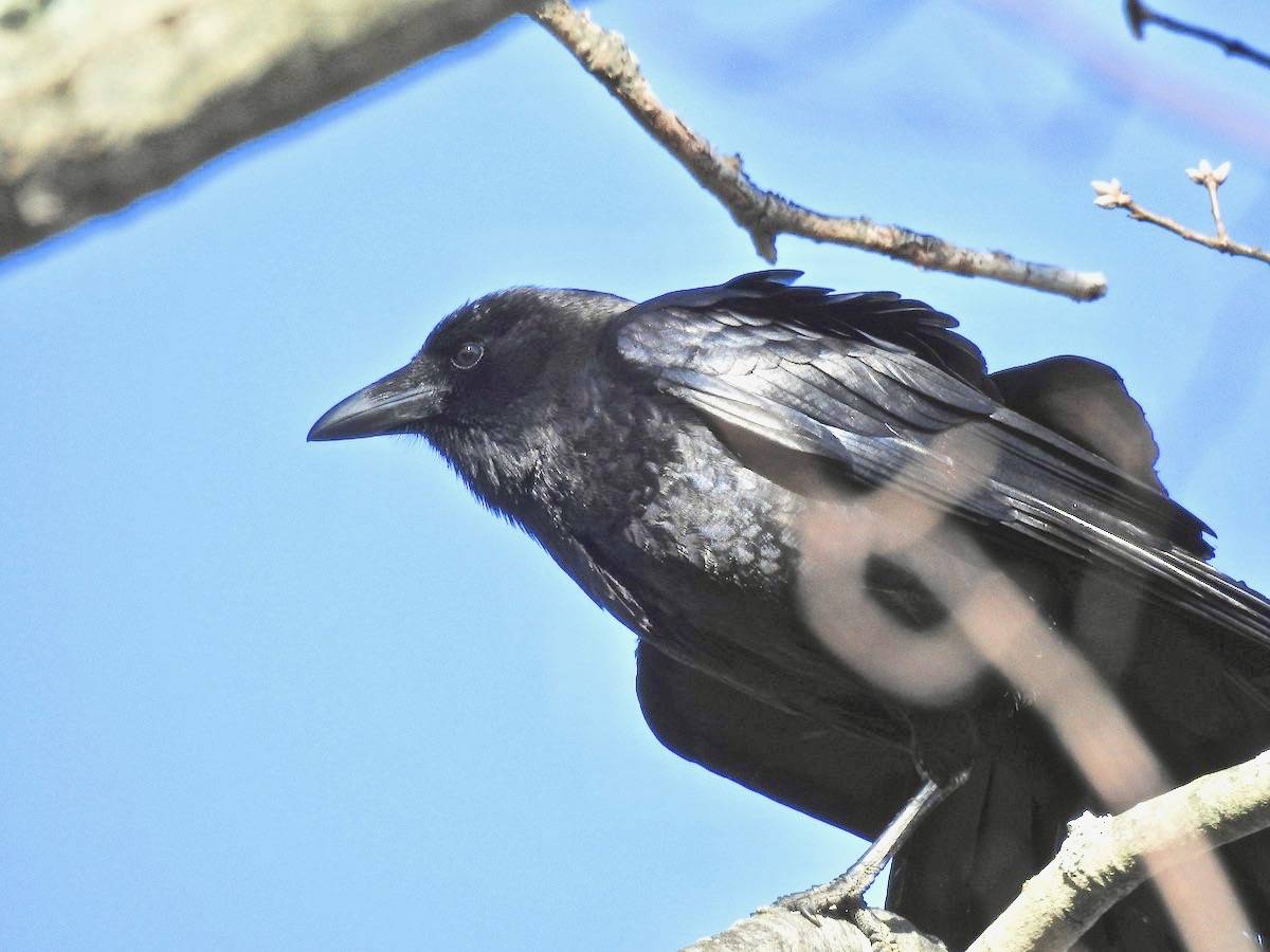 Sandi Jacques / Macaulay Library at the Cornell Lab of Ornithology (ML93492521)